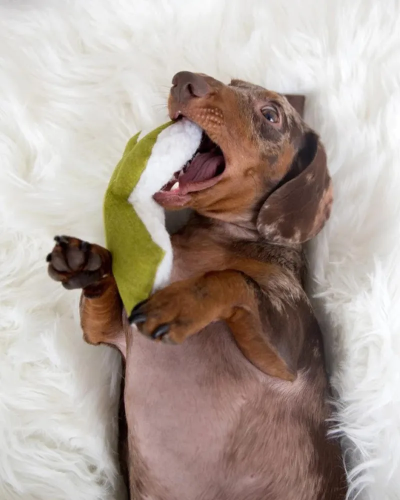 Cactus Dog Toy w/ Calming Leaf Mint