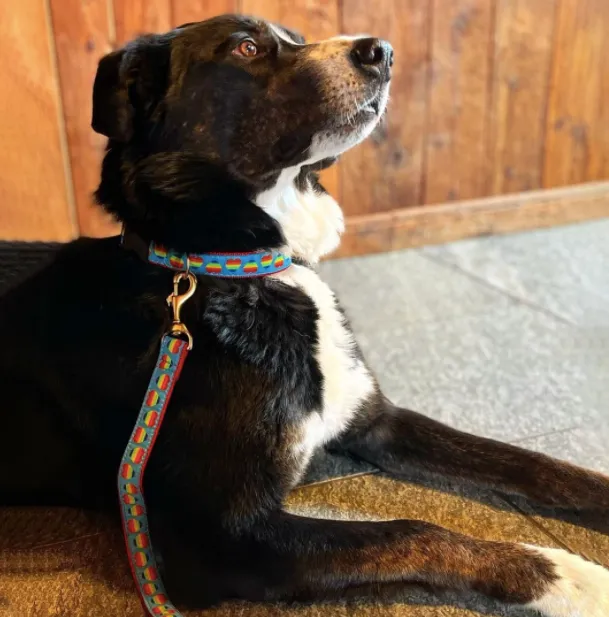 Collar | Rainbow Hearts