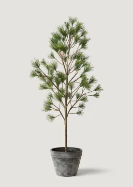 Potted Little Christmas Tree - 44"