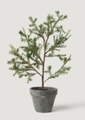 Young Sapling Faux Pine Tree in Pot - 19"